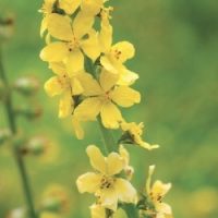 Elixir fleur de Bach N° 01 - AGRIMONY "Aigremoine" (Agrimonia eupatoria) 20ml - boutique La Porte des Secrets