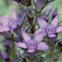 Elixir fleur de Bach N° 12 - Gentian - "Gentiane" -20ml - boutique La Porte des Secrets