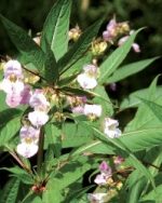 18 - Impatiens "Impatience" - 20ml - boutique La Porte des Secrets