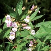 18 - Impatiens "Impatience" - 20ml - boutique La Porte des Secrets