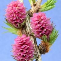 Elixir fleur de Bach N° 19 - LARCH "Mélèze" - 20ml - boutique La Porte des Secrets