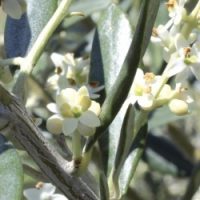 Elixir fleur de Bach N° 23 - OLIVE "Olivier" (Olea europaea) 20ml - boutique La Porte des Secrets