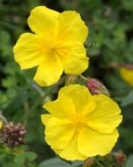 Fleur de Bach élixir - ROCK-ROSE "Héliantème (Helianthemum nummularium) 20ml - boutique La Porte des Secrets