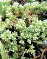 Elixir fleur de Bach N° 28 - SCLERANTHUS "Gravelle" 20ml (Scleranthus annuus) - boutique La Porte des Secrets