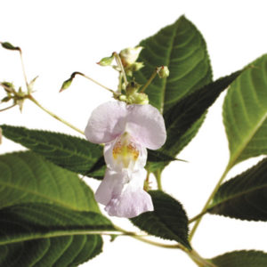 Fleurs de Bach Elixir Impatient N° 18 - boutique La Porte des Secrets