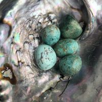 Chrysocolle du Pérou en pierre roulée