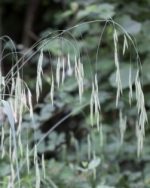 Elixir fleur de Bach - Wild rose "Avoine sauvage"