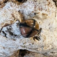 Andalousite ou Chiastolite Bretagne (France) - pierre roulée - boutique La Porte des Secrets