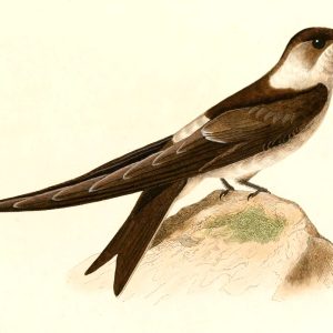le Pajaro Macua