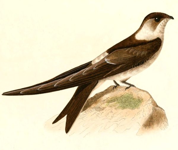 le Pajaro Macua