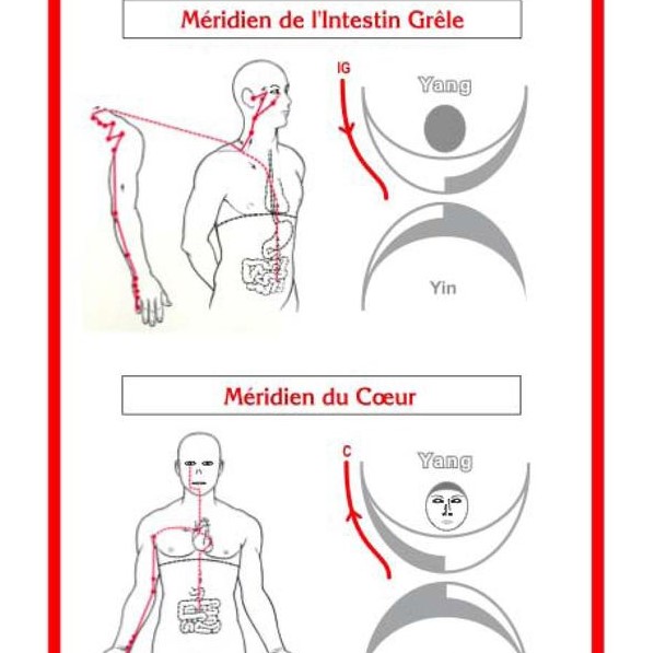 SHOU-ZU méthode d'apprentissage et rééquilibrage énergétique par les Méridiens - coffret 49 cartes - Boutique La Porte des Secrets
