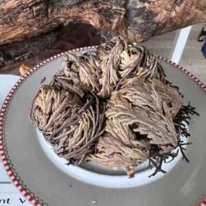 Rose de Jericho, désert de Chihuahua - Boutique La Porte des Secrets