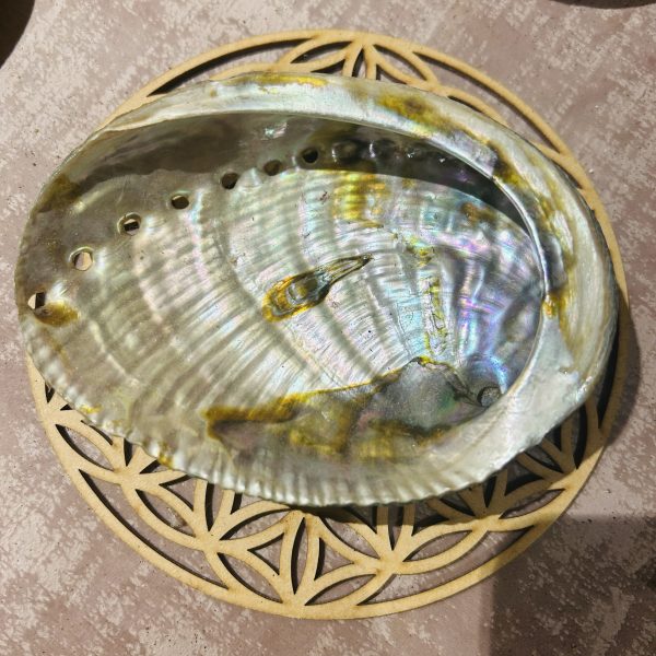 Coquille Ormeau (Haliotis) naturel couleur vert/rose 12-13 cm - Boutique La Porte des Secrets