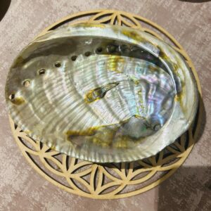 Coquille Ormeau (Haliotis) naturel couleur vert/rose 12-13 cm - Boutique La Porte des Secrets