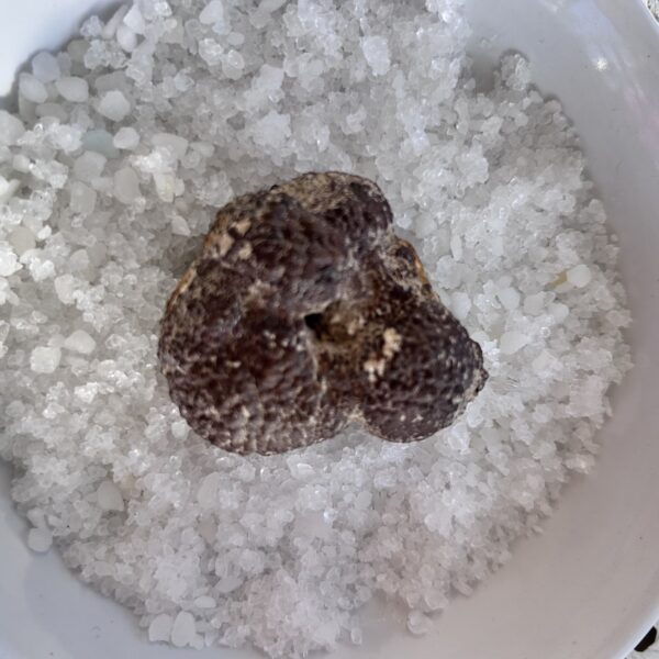 Pierre des Chamans nodule de Marcasite - Boutique La Porte des Secrets