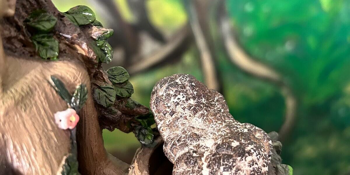 Marcasite nodule brut, Pierre des Chamans - Boutique La Porte des Secrets