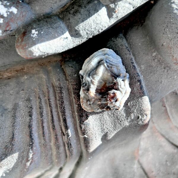 Calcédoine fleur ou fleur de calcédoine pierre rare brute auréolée et micro cristallisée boutique La Porte des Secrets