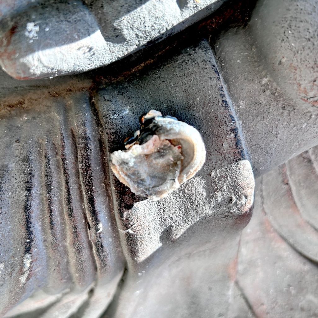 Calcédoine fleur en provenance du Brésil pierre brute micro cristallisée avec des auréoles boutique La Porte des Secrets