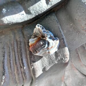 Pierre fleur de Calcédoine boutique La Porte des Secrets