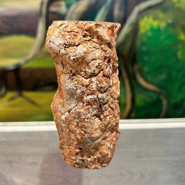 Bois pétrifié tronc 12 cm argentine Boutique La Porte des Secrets